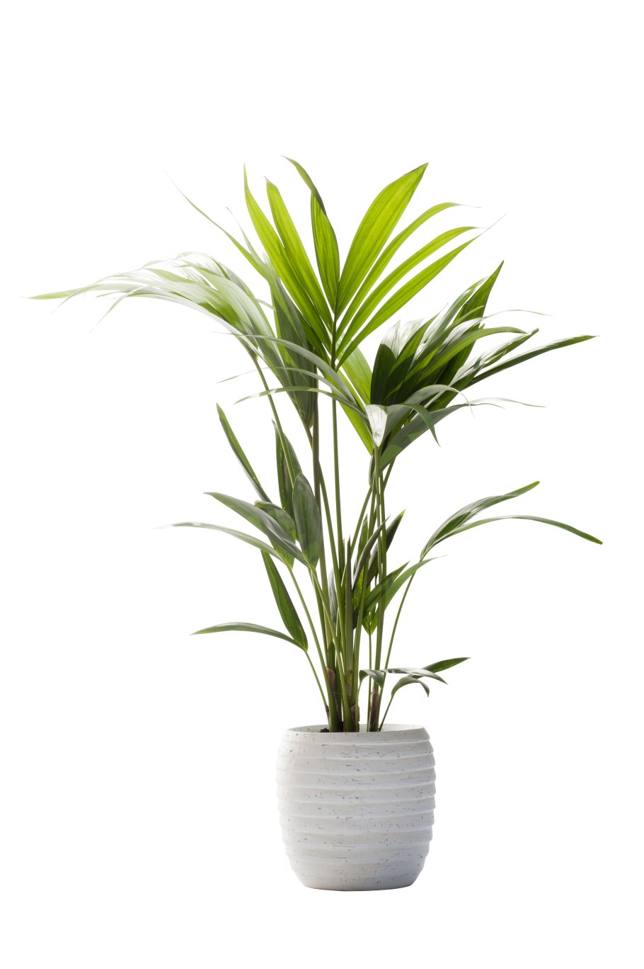 Драцена Арека