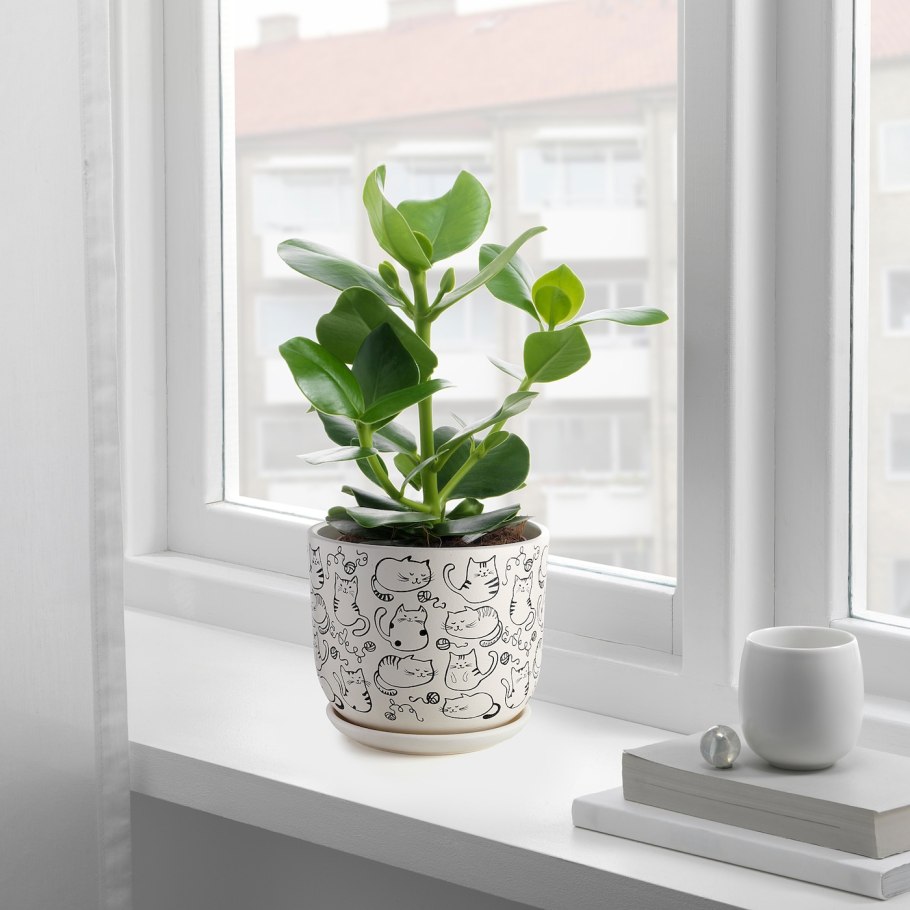 Кашпо с зеленью