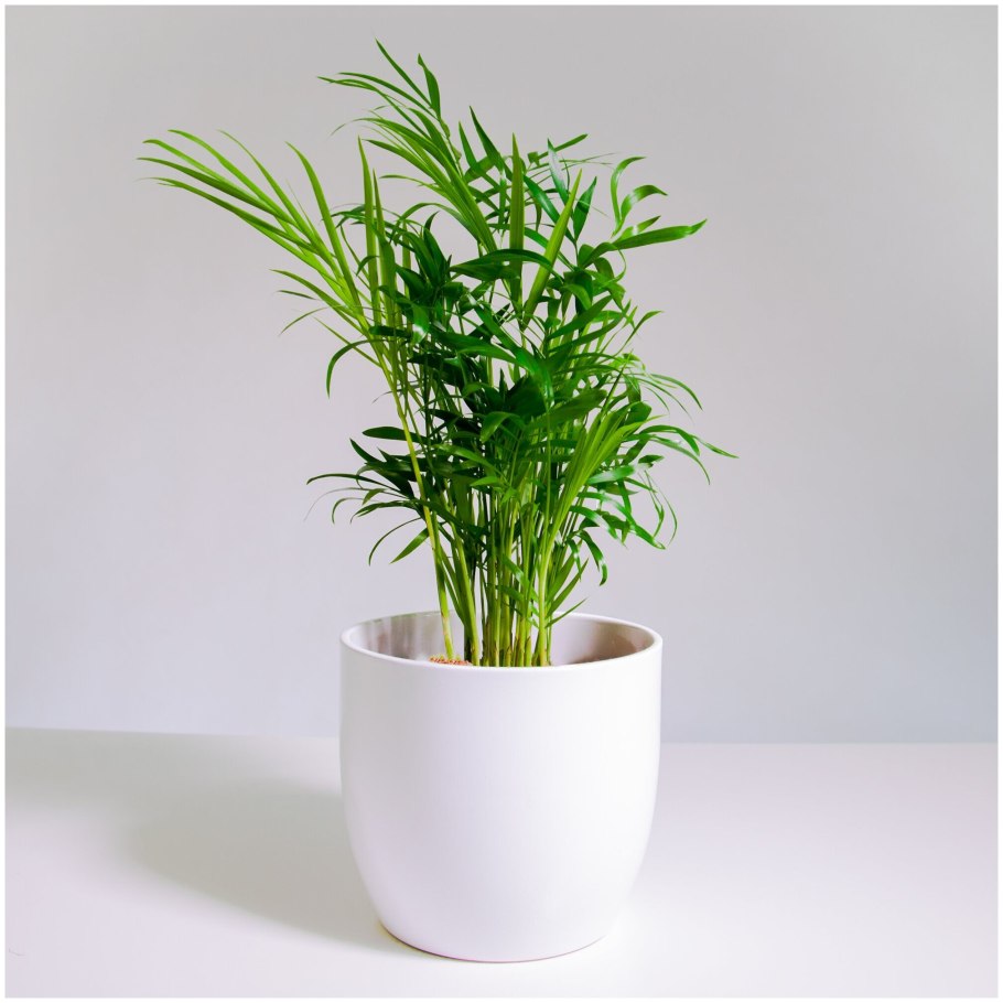 Комнатные растения на белом фоне