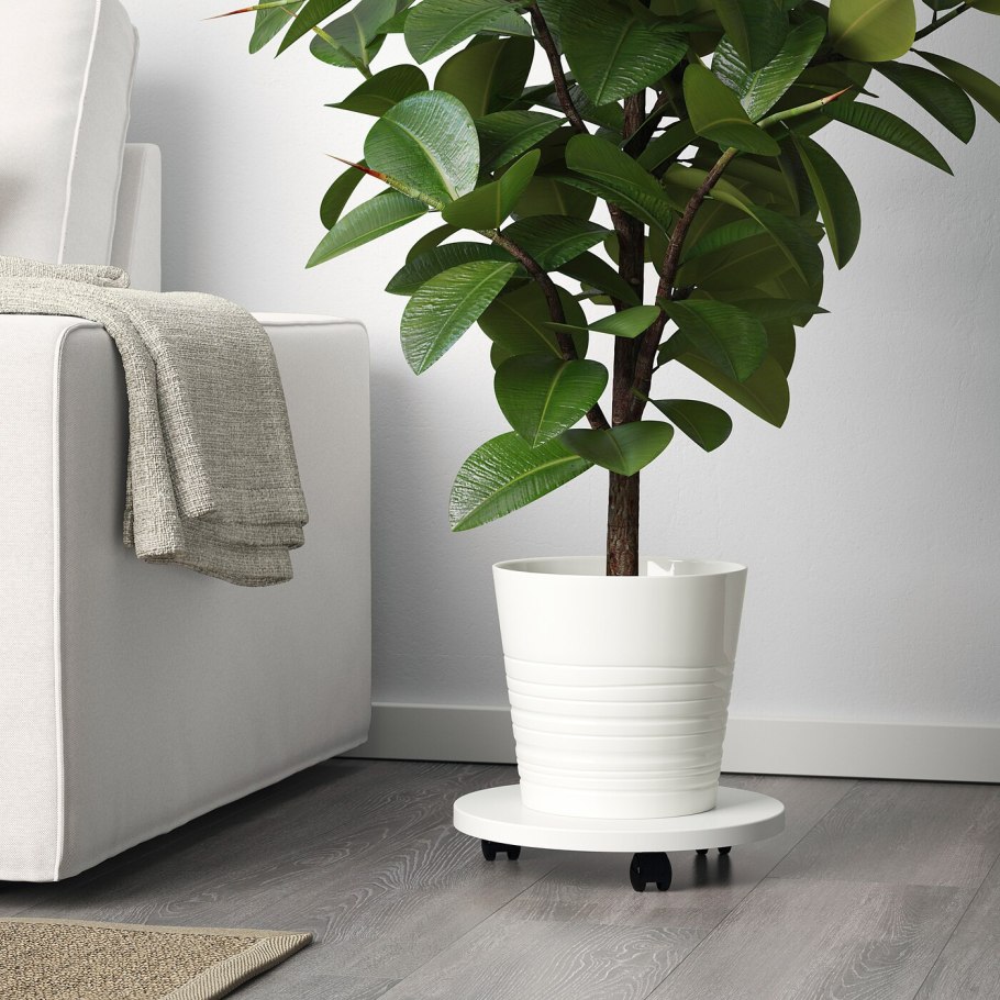 Горшок Мускат икеа