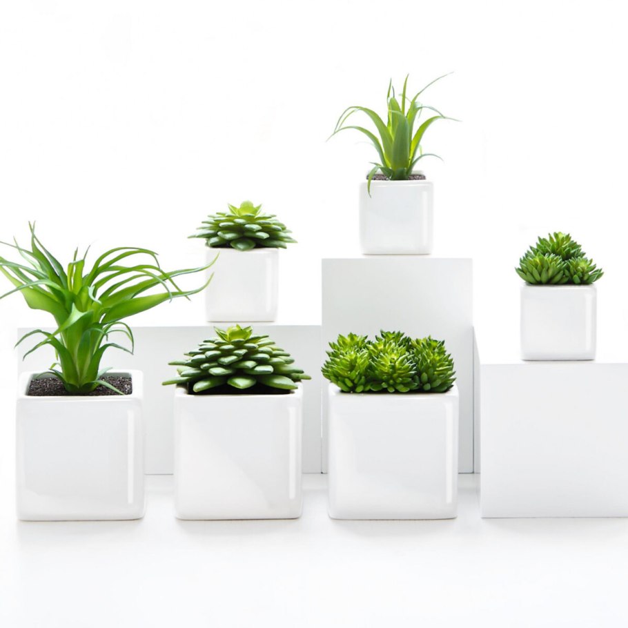 Маленькие растения для офиса