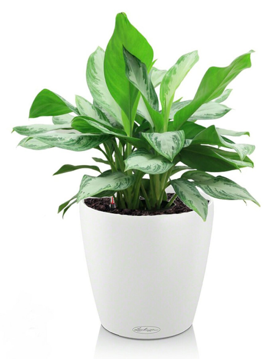 Растения Минимализм