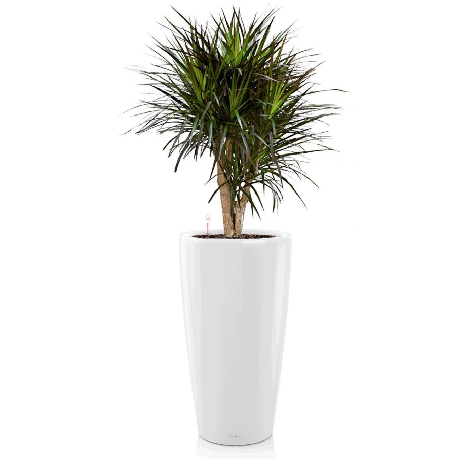 Драцена Маргината в лечузе