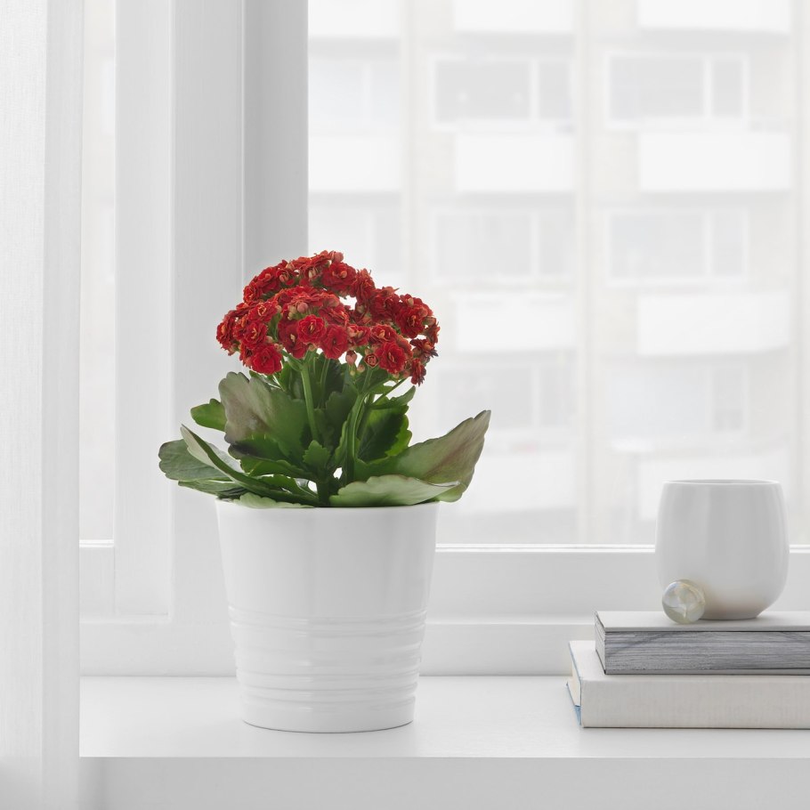 Винтерфест кашпо