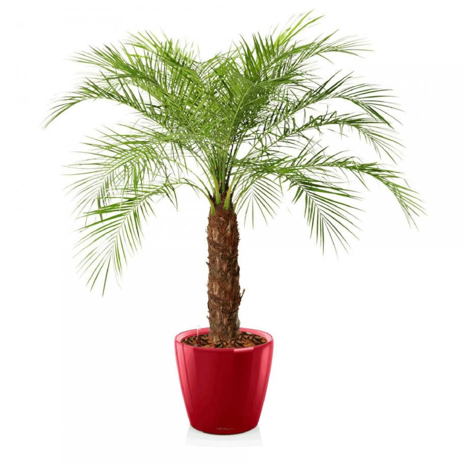 Кашпо чиафрён икеа