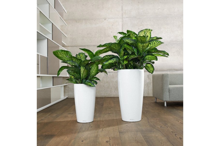 Антуриум Андрианум Вайт чемпион