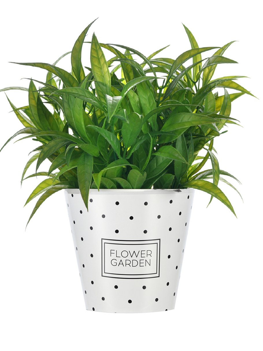 Финиковая Пальма робелини