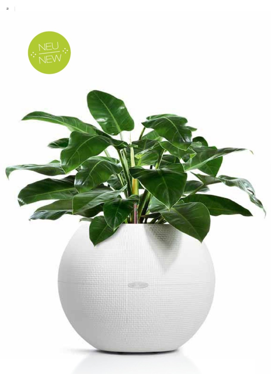 Lechuza Гардения