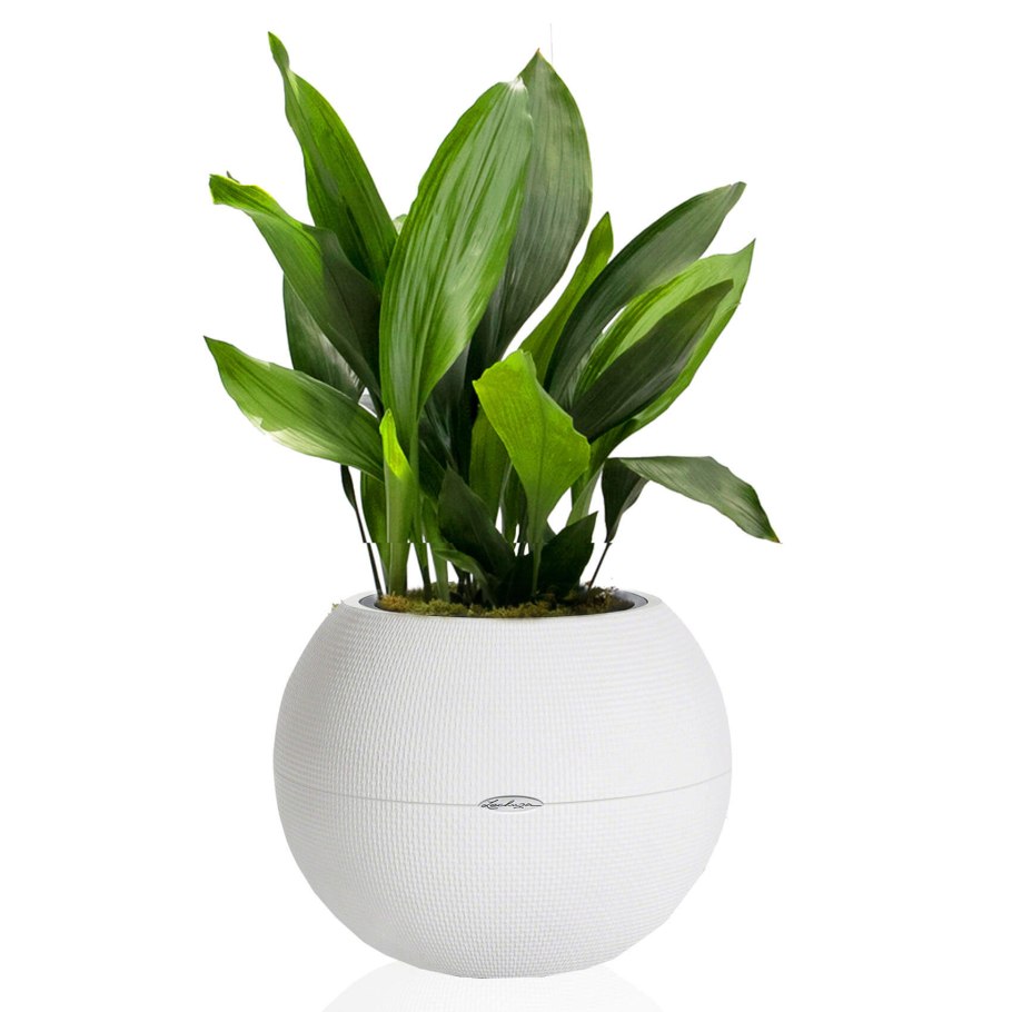 Аспидистра Элатиор