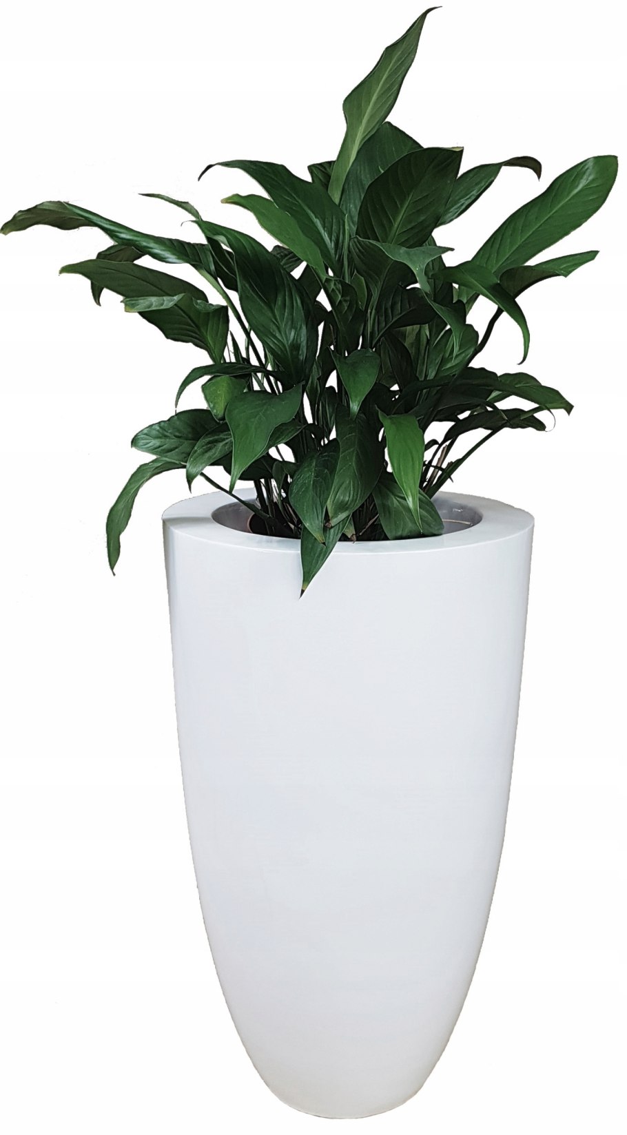 Высокий цветок в горшке