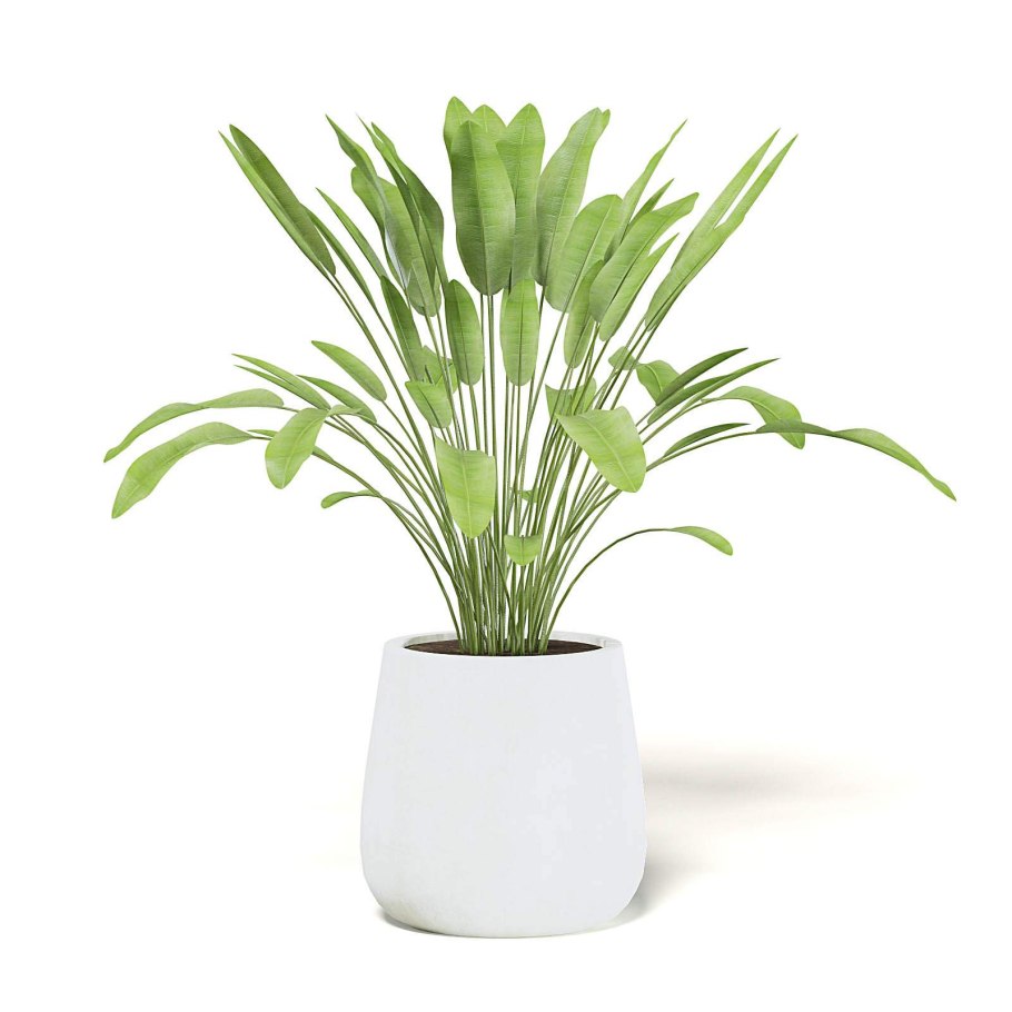 Растение в черном горшке на белом фоне