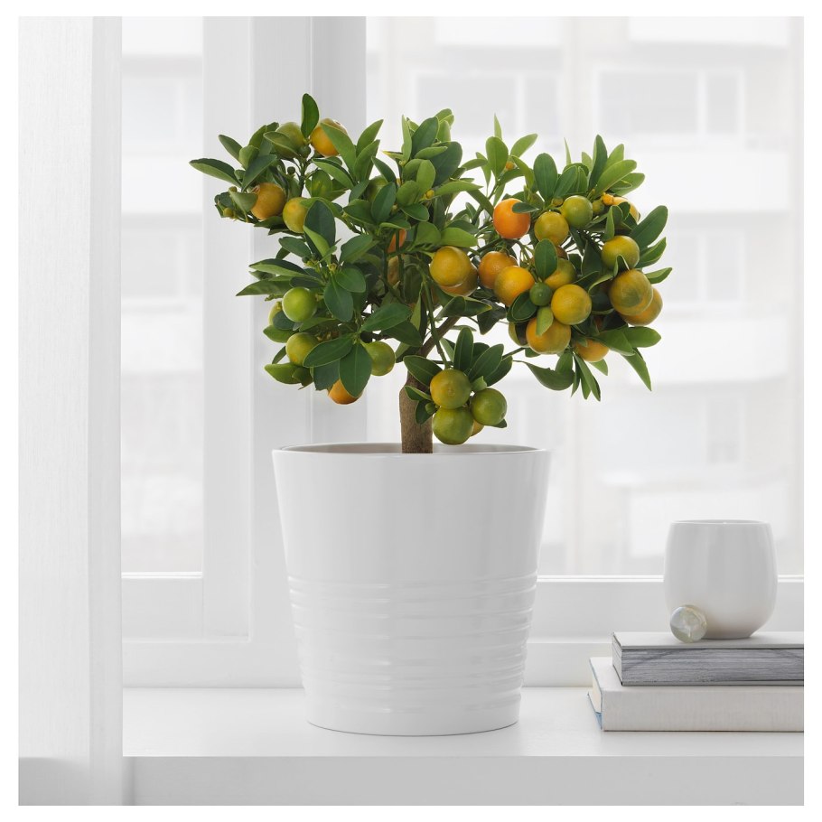 Lechuza cubico Premium