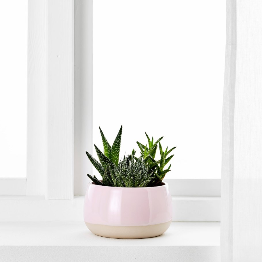 Lechuza Delta орхидеи