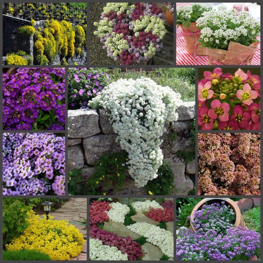 Алиссум Эстер Боннет