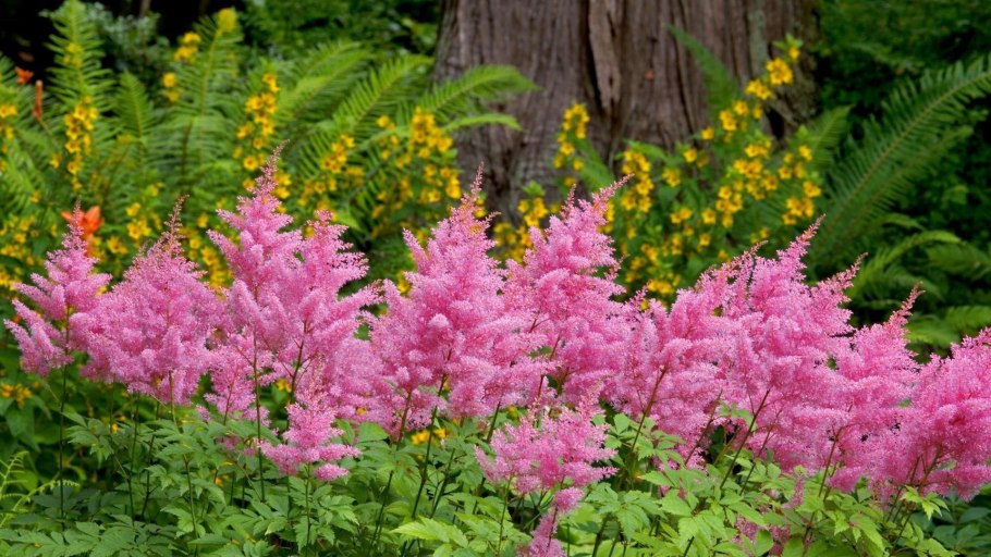Астильба Арендса Спартан