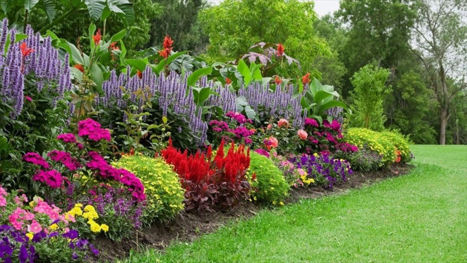 Мультифлора и декоративная капуста