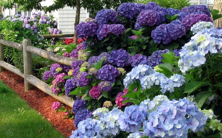 Астильба китайская в клумбе