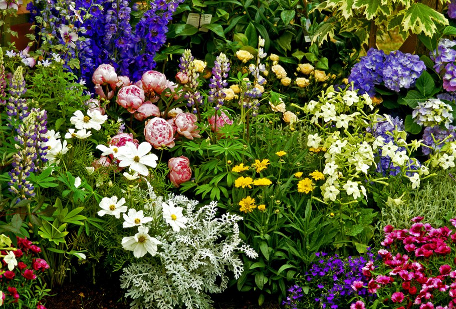 Луковичный цветок гиацинт