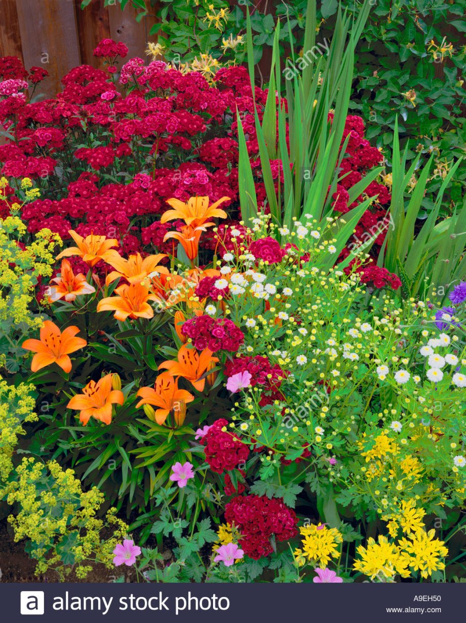 Хризантемы многолетние низкорослые шаровидные