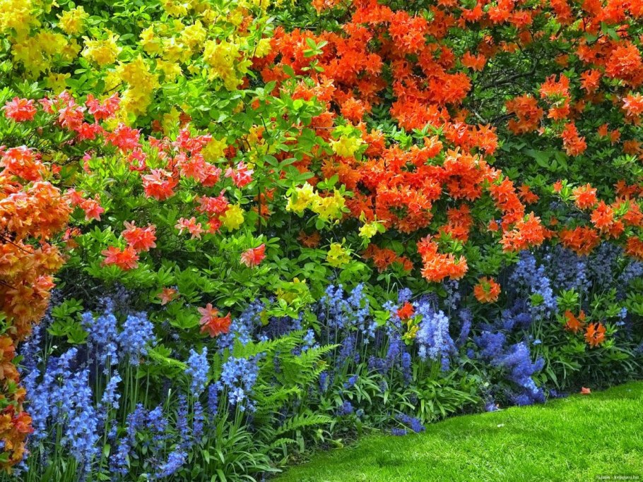 Агератум, Тагетес, гацания