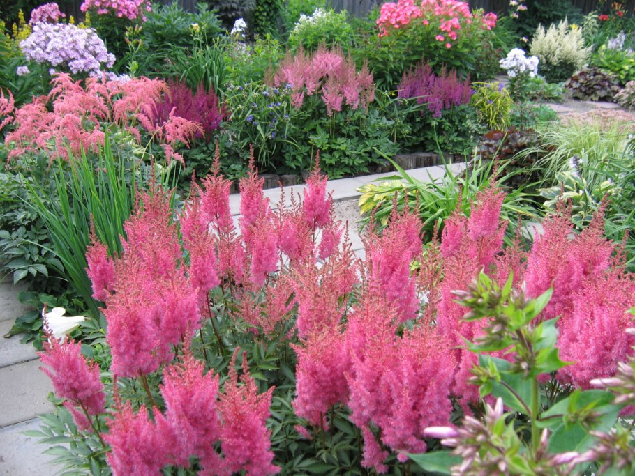 Долгоцветущие лилии