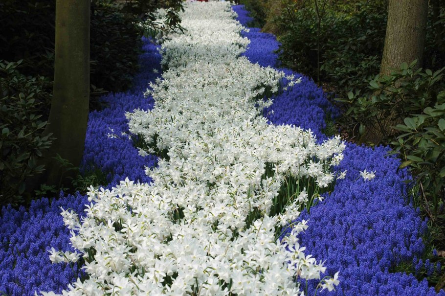 Осока Морроу в цветниках