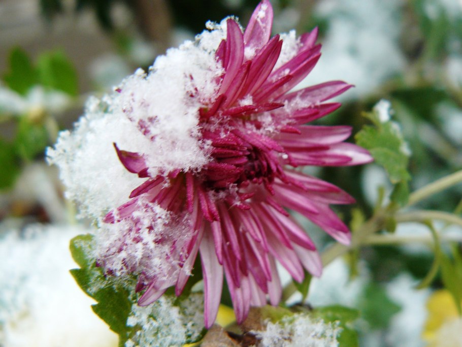 Клумба алиссум Ясколка