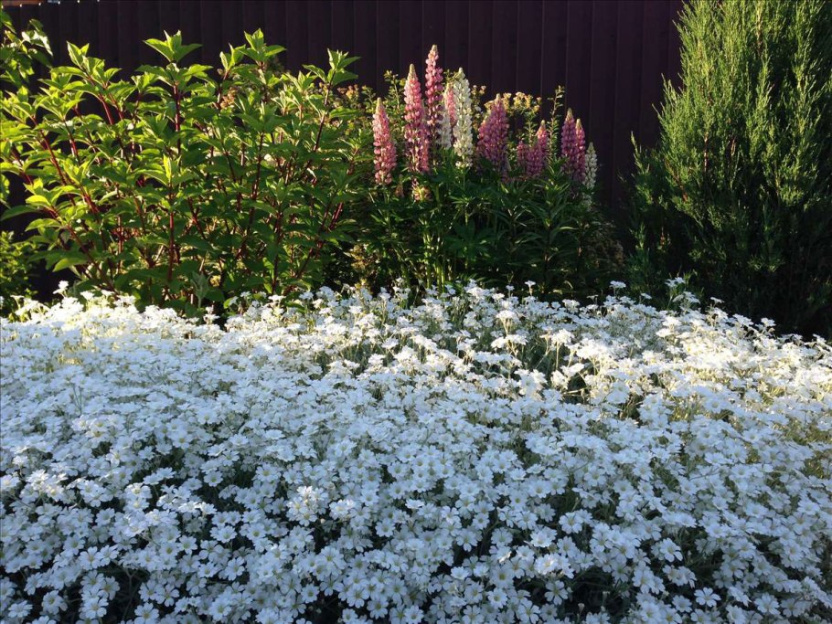 Алиссум заморозки