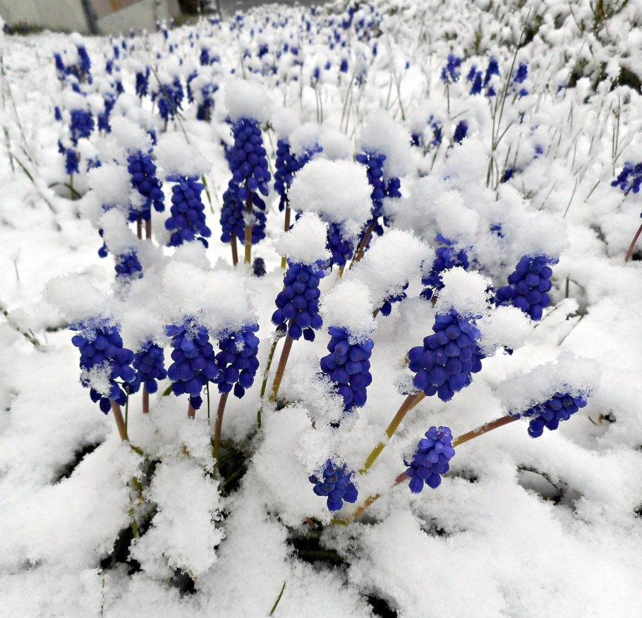 Молочай окаймленный Снежная вершина