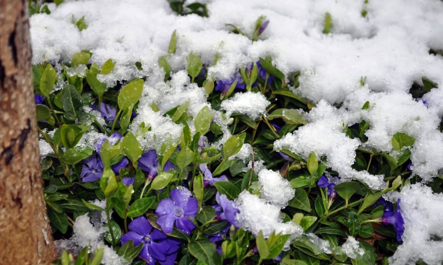 Цветы в снегу