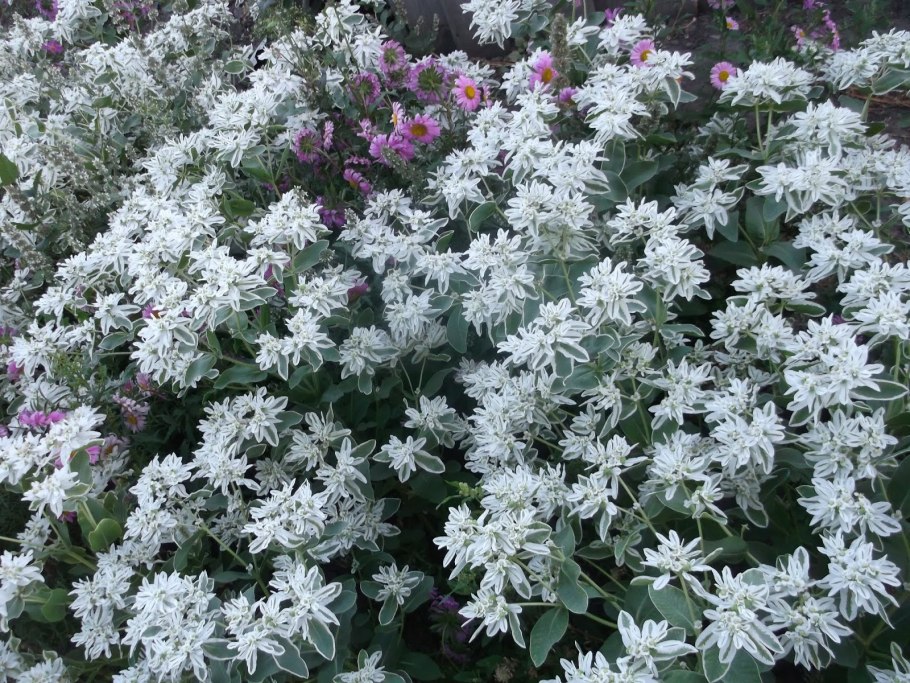 Цветок Эдельвейс Альпийский