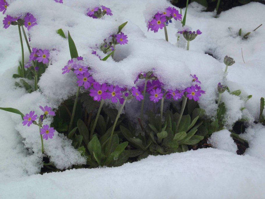 Цветы под снегом