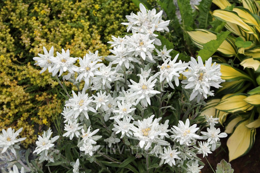 Арктический Вереск