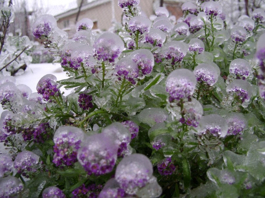 Молочай окаймленный Снежная вершина