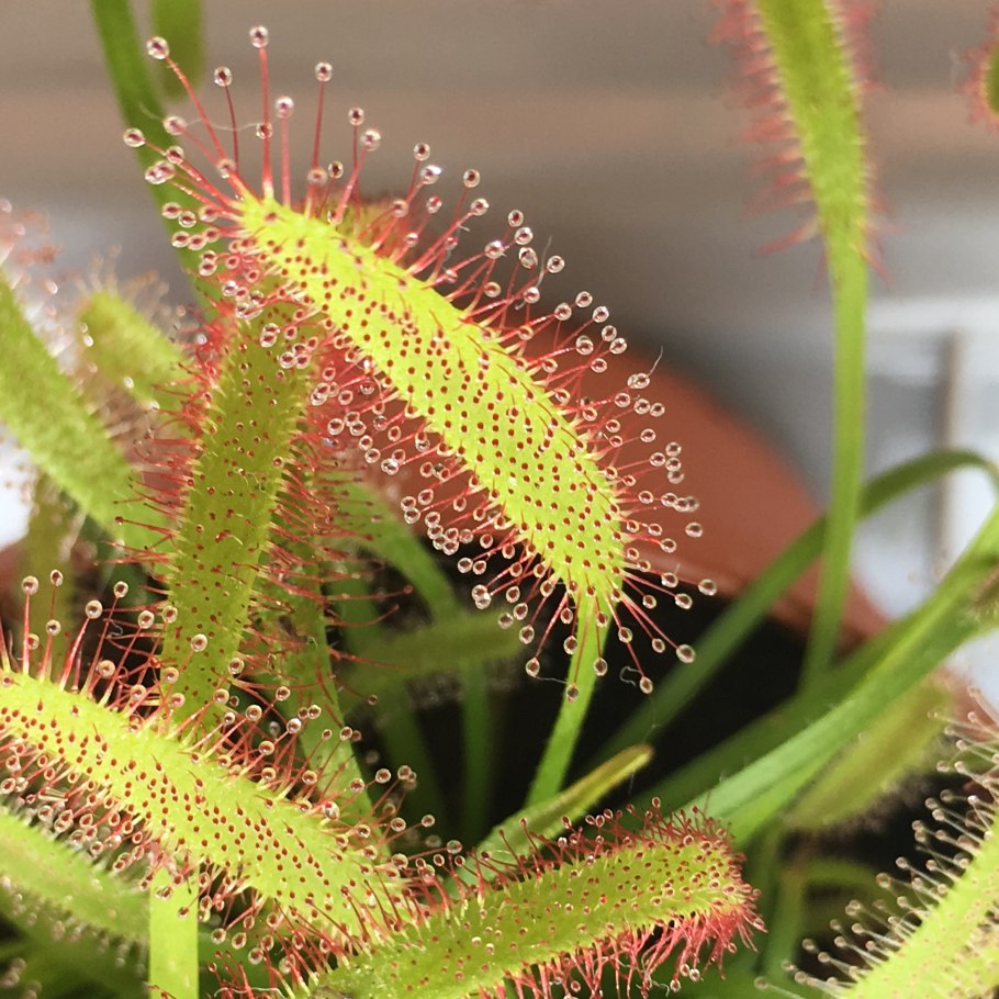 Росянка Капская Drosera capensis