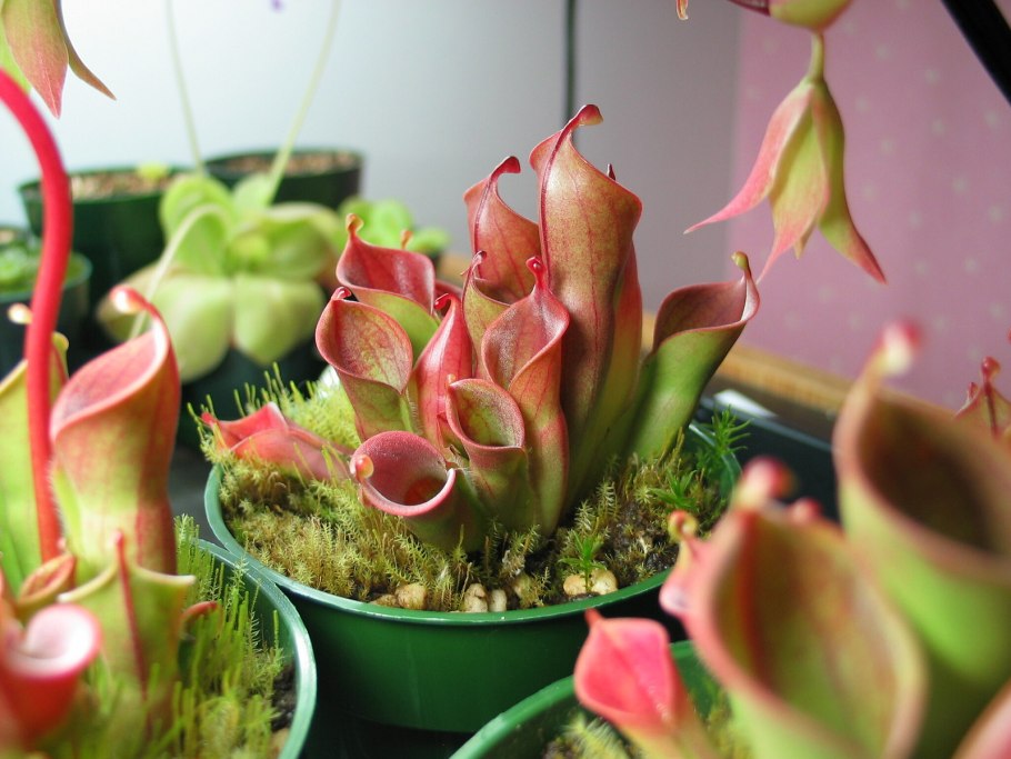 Саррацения гелиамфора