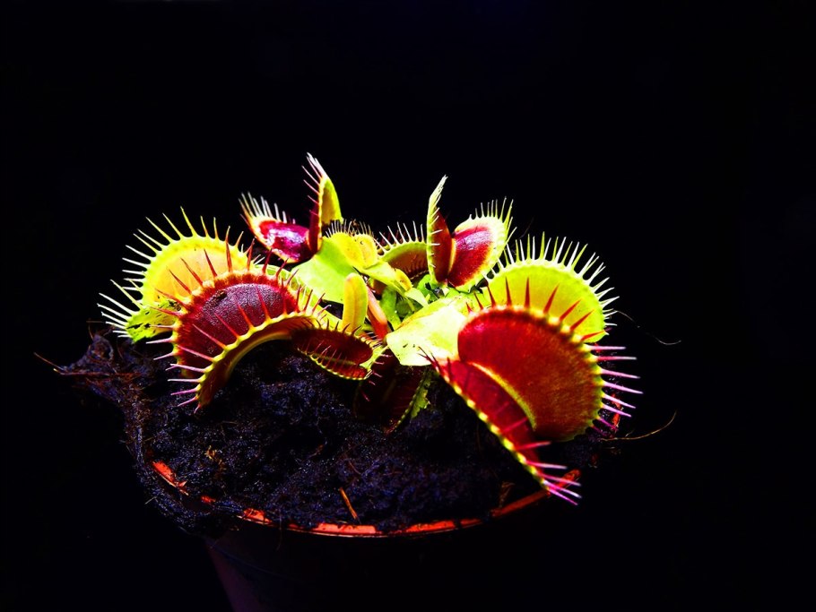 Росянка и Дионея