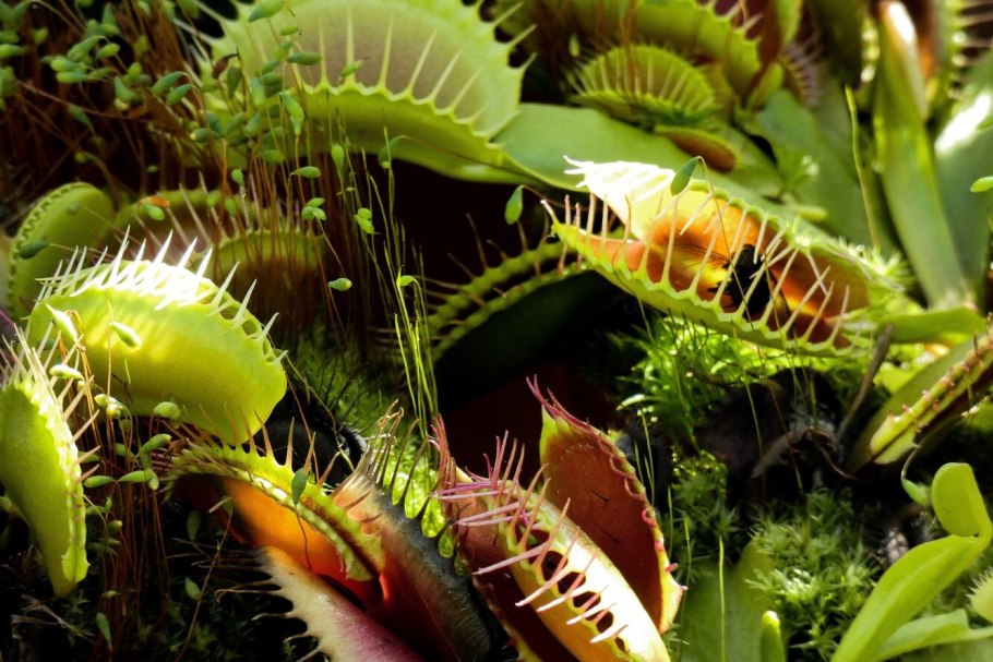 Растение Венерина мухоловка монстр