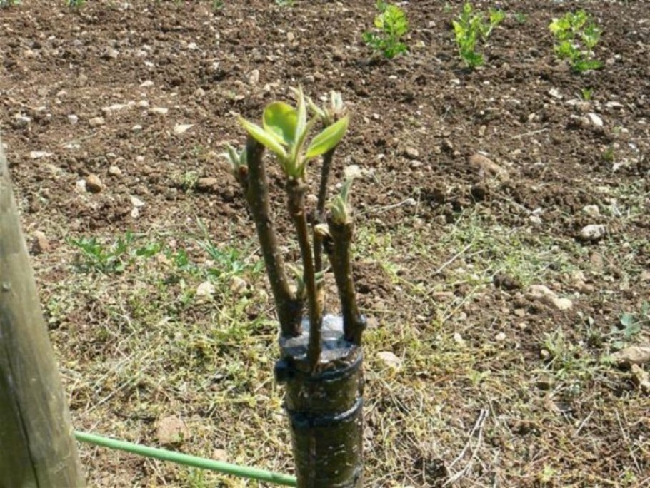 Прививка в расщеп окулировка