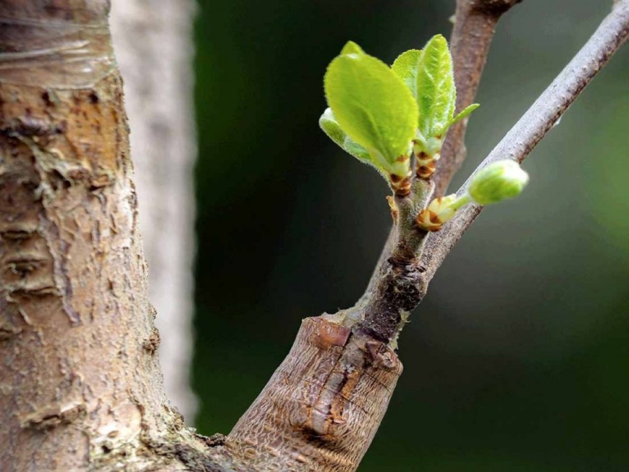Прививка почкой (глазком) — окулировка