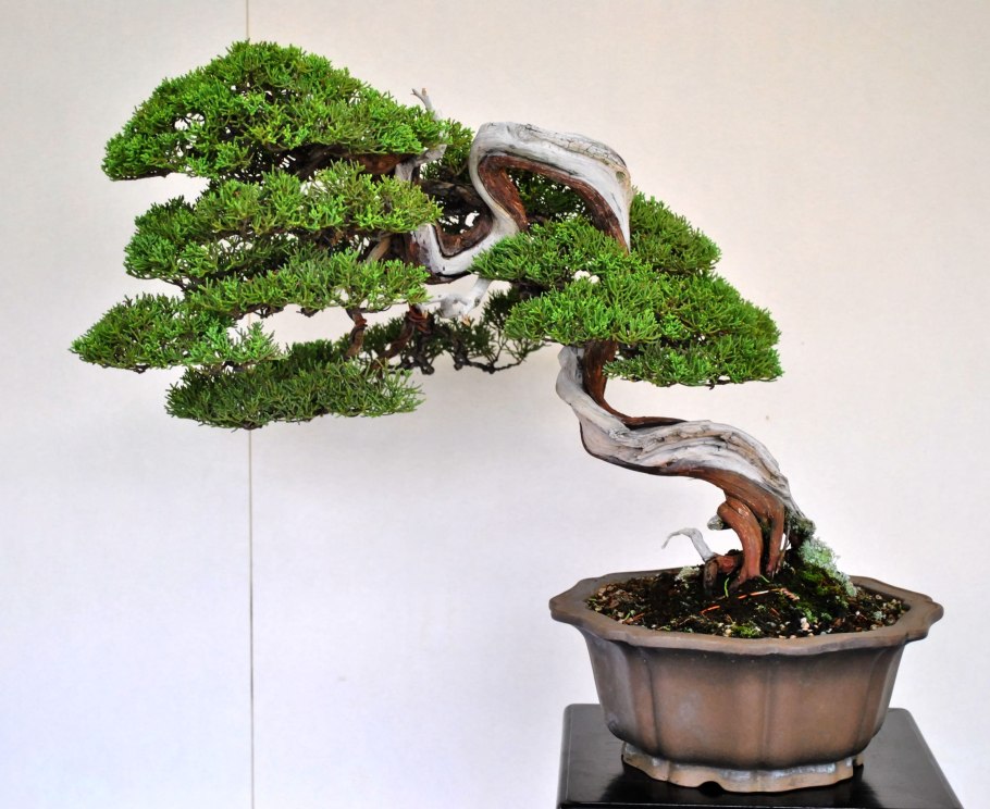 Бонсай Каскад фейхоа