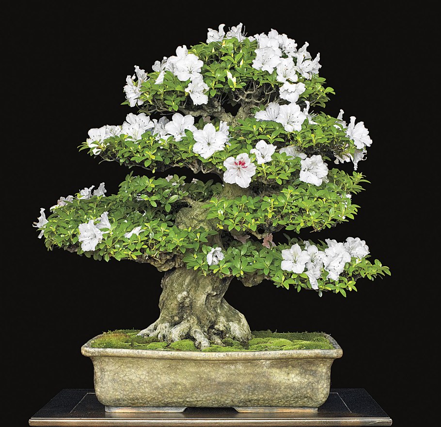 Банзай дерево Цветущий