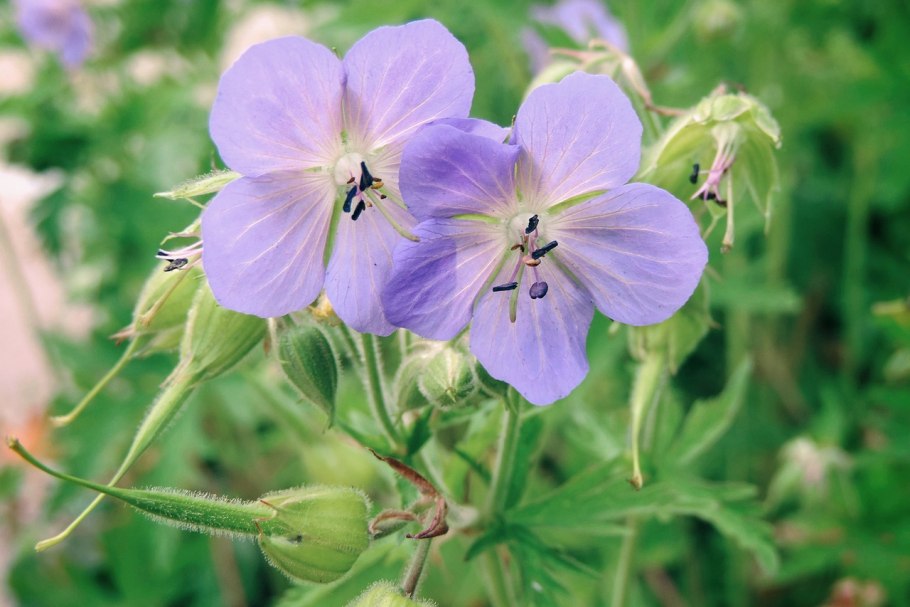 Герань Лесная (Geranium sylvaticum)