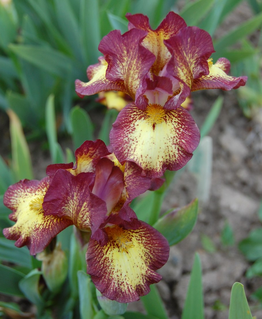 Карликовый Ирис Исланд