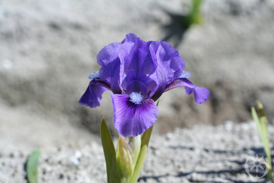 Карликовый Ирис Айрис