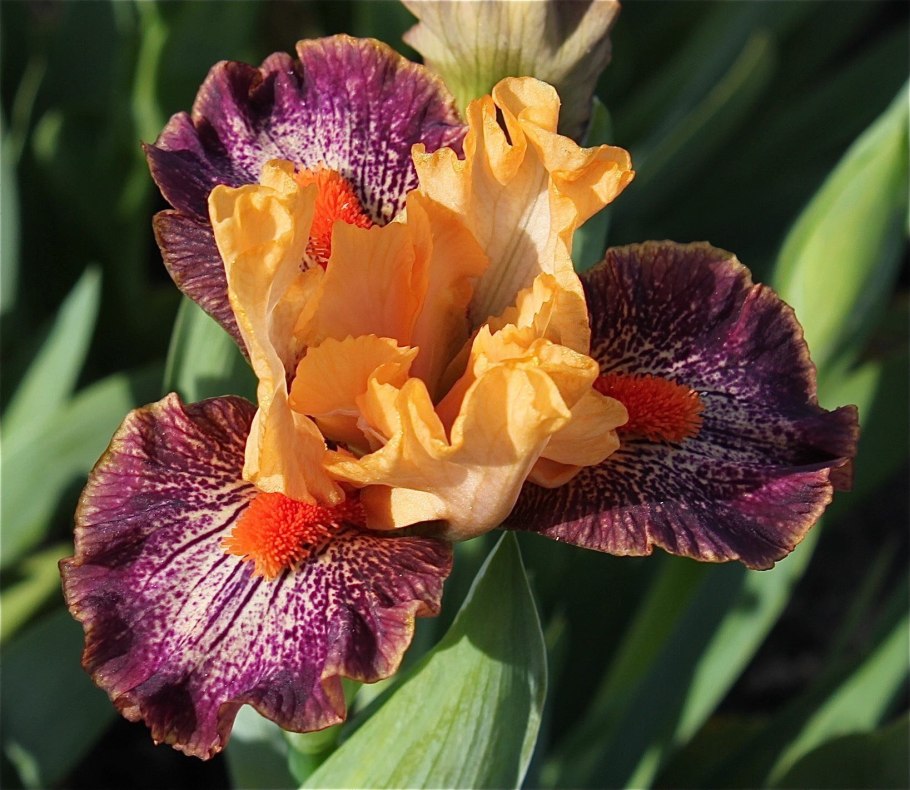 Ирис карликовый Alaia