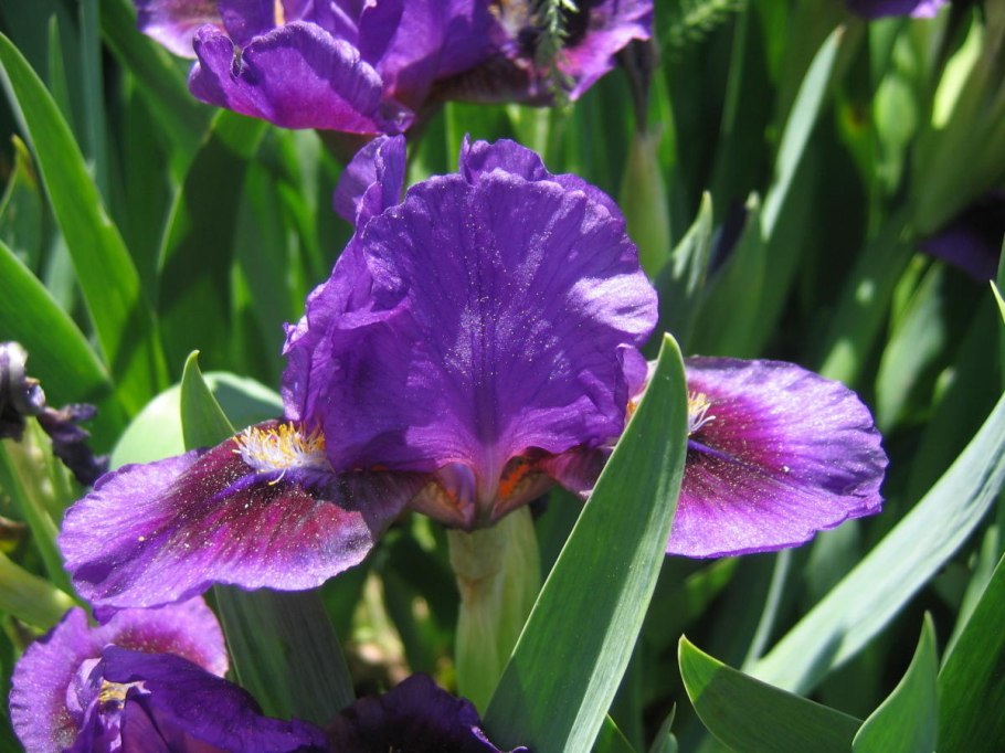 Ирис pumila truly