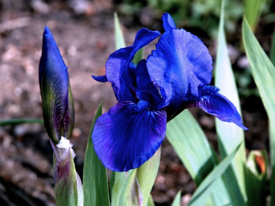 Фотографии желтых ирисов на огороде