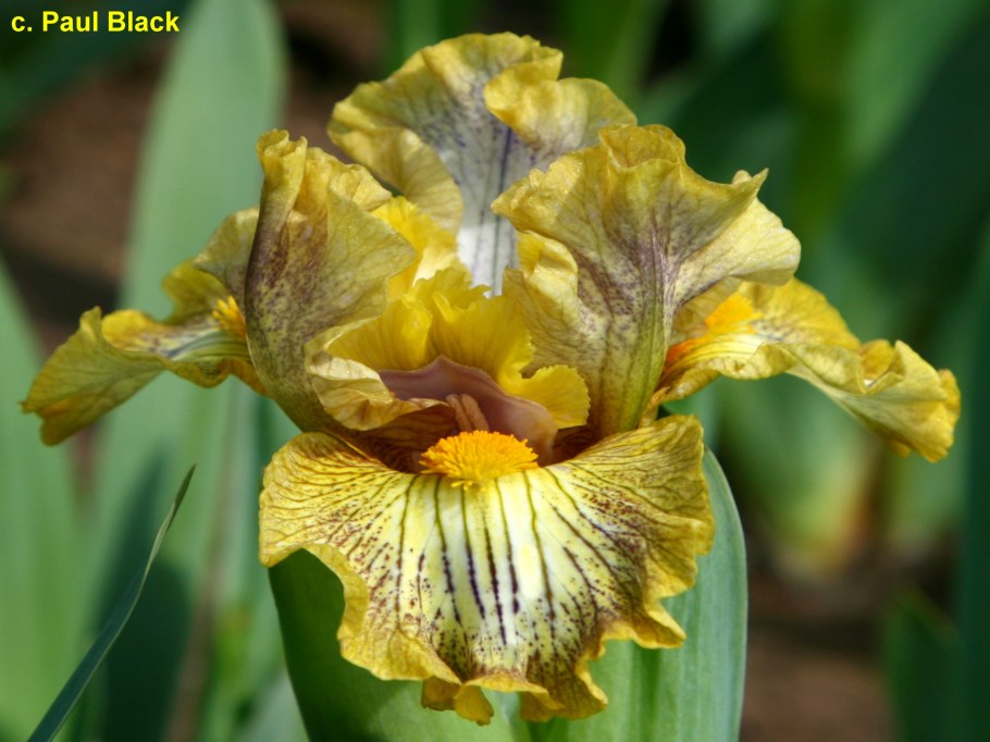 Ирис карликовый