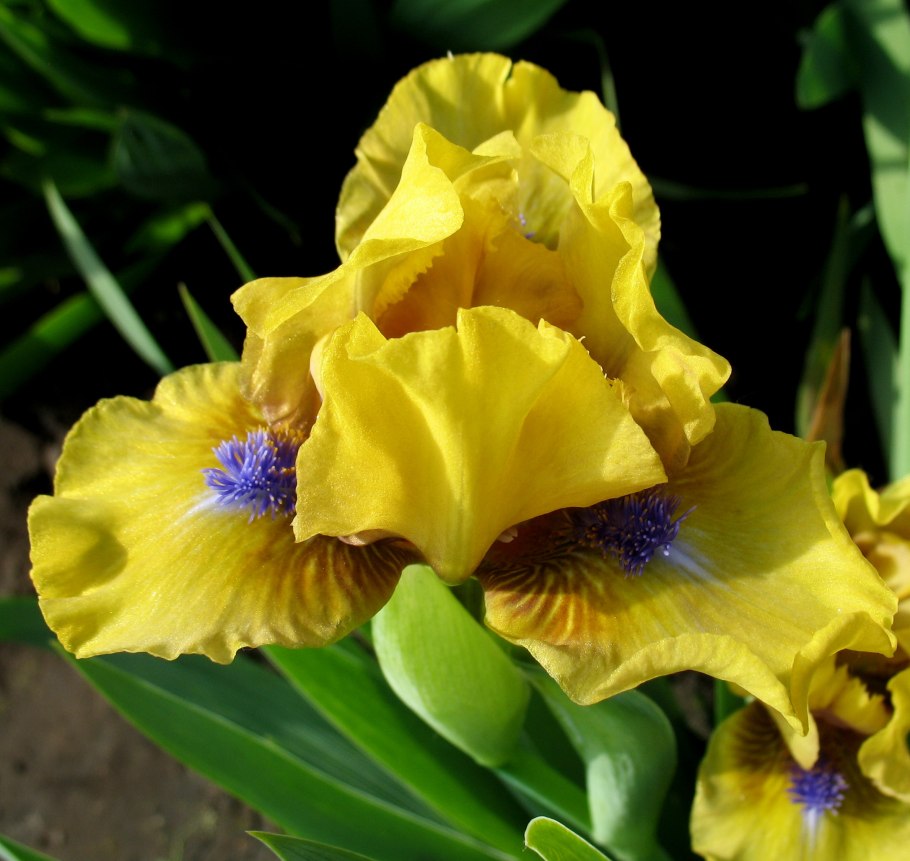 Ирис карликовый Mister Roberts